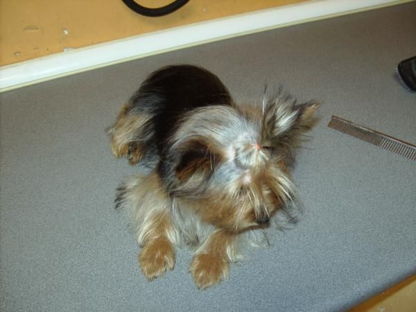 Yorkshire terrier Toy hembra de 6 meses