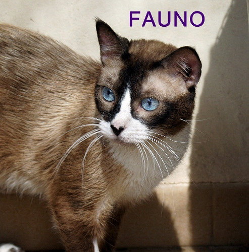 Fauno, gato mezcla de siamés con ojos azules preciosos