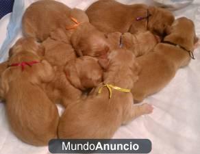 Cachorros magnífico golden retreiver