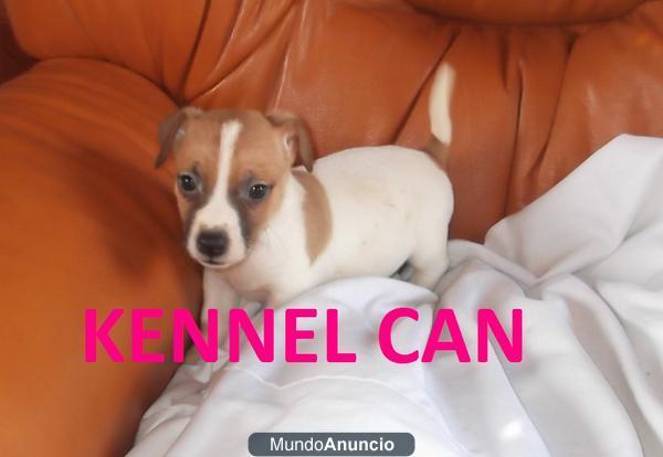 Bellisimos cachorros de Jack Russell