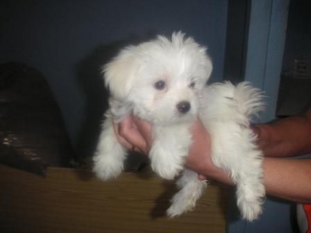 BICHON MALTES HEMBRA DE LINEA AMERICANA CON PEDIGREE