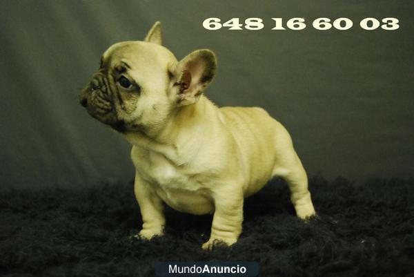 Bulldog frances Fawn, Perritos de calidad¡¡ ven a verlos cualquier dia