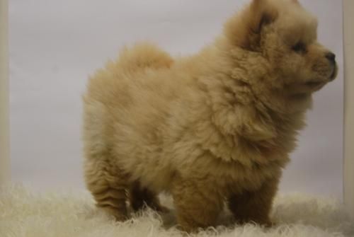 cachorros de chow chow para entregar