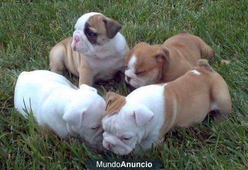 Camada cachorros de bulldog ingles.