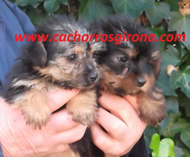 Excelentes cachorros de Yorkshire Nacionales