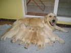 golden retriever - mejor precio | unprecio.es