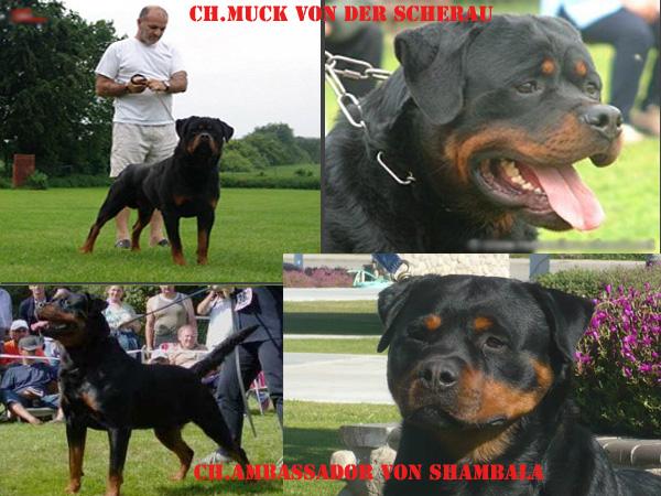 PRECIOSOS CACHORROS DE ROTTWEILERS