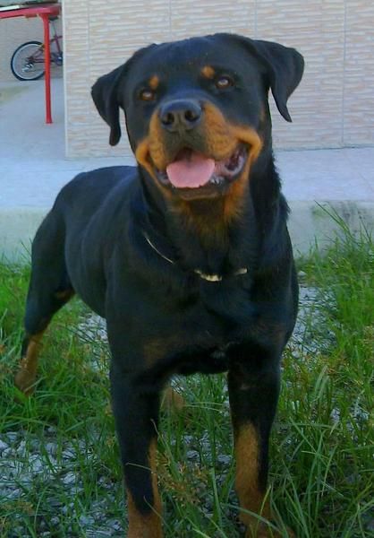 ROTTWEILER PARA MONTAS PEDEGRI DE CAMPEONES