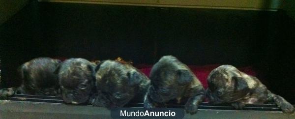 Se vende cachorros