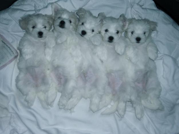 vendo cachorros de Bichon Maltes