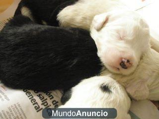 CACHORROS BOBTAIL