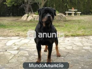 Rottweiler para Montas