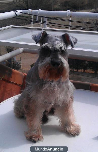 SCHNAUZER MINIATURA macho, sal y pimienta, busca hembra para cruzar