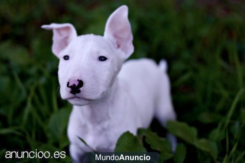 Se vende camada de bullterrier...