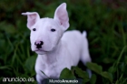 Se vende camada de bullterrier... - mejor precio | unprecio.es