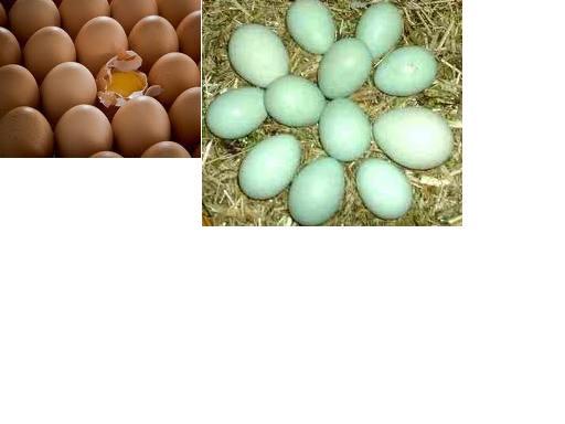 Se vende huevos de Fénix plateado con gallo americano puro, raza pura 90% de fertilidad 10