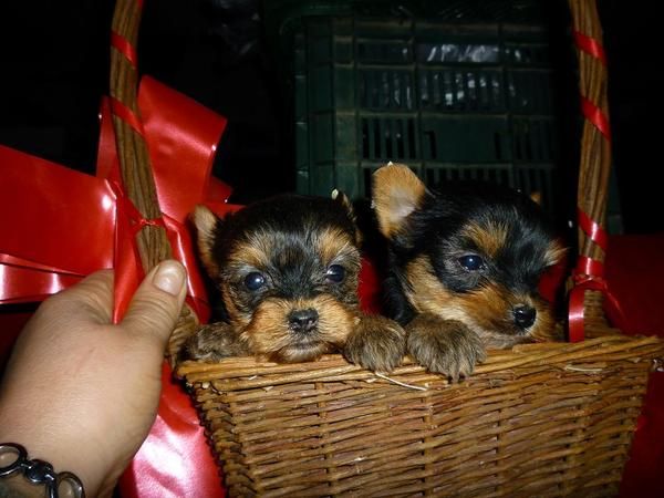 se venden cachorritos yorkshire toy