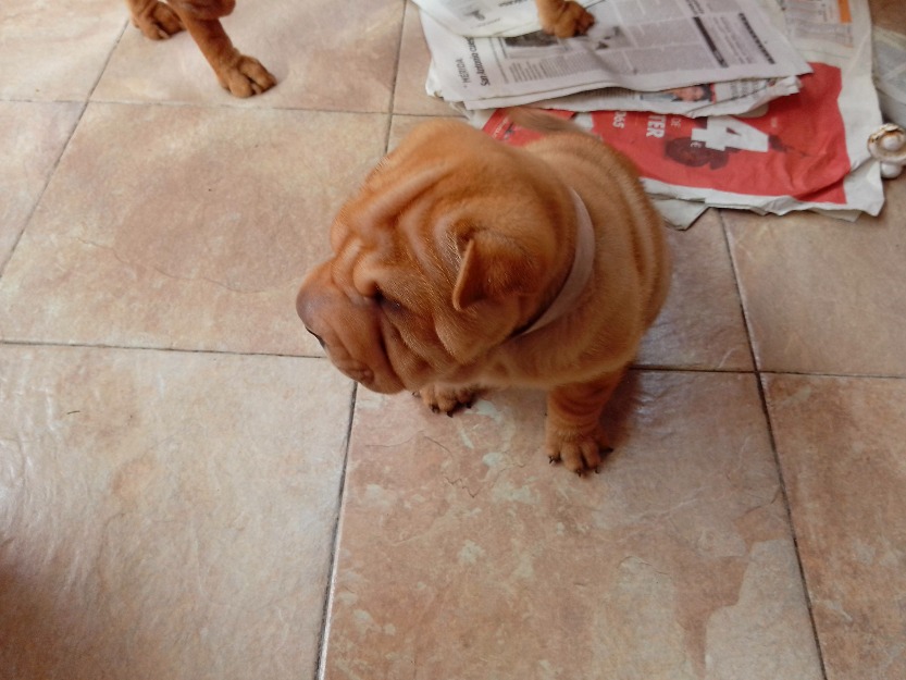 Se venden cachorros shar pei