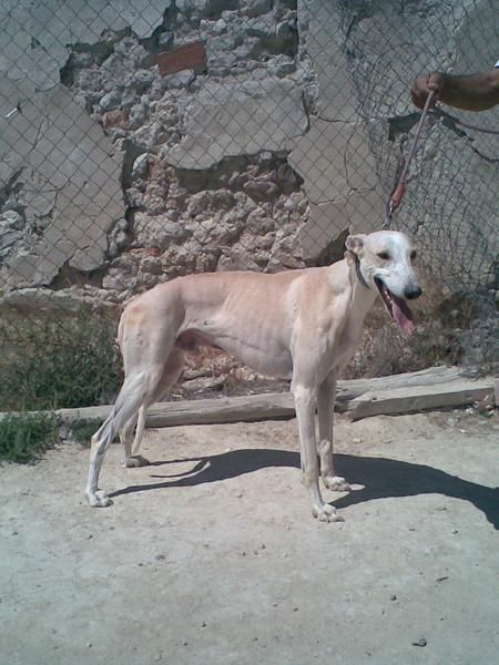 SE VENDEN GALGOS DE MUY BUENA RAZA