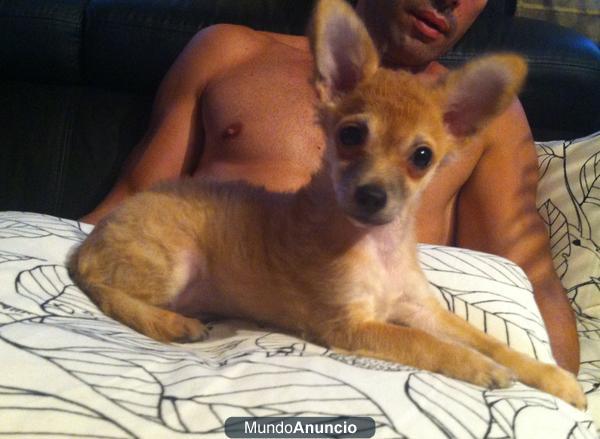 ultimo cachorrito macho chihuahua