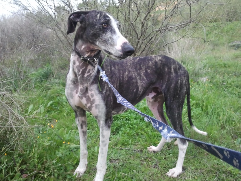 Galgo en adopción