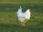 GALLINAS PIÑEIRAS BLANCAS - mejor precio | unprecio.es