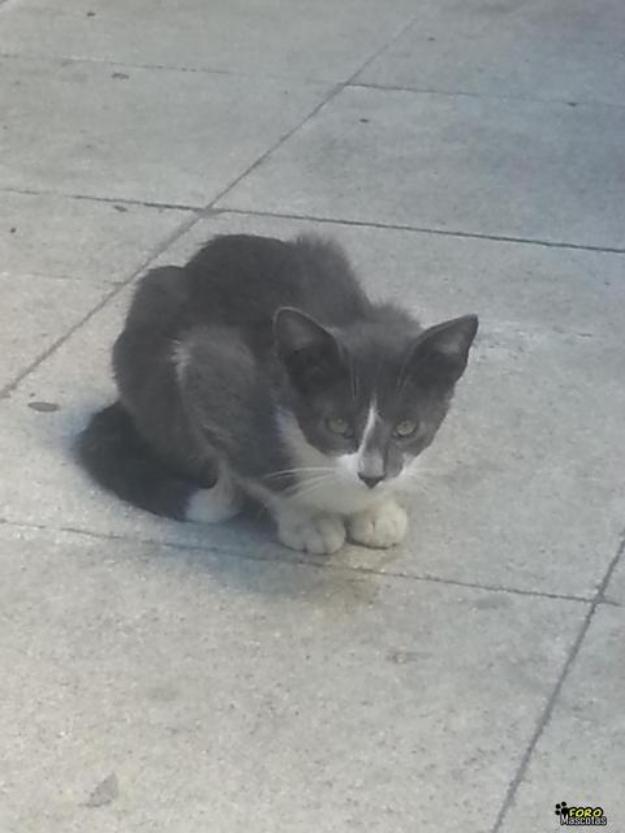 Urge acogida o adopción para estos gatitos