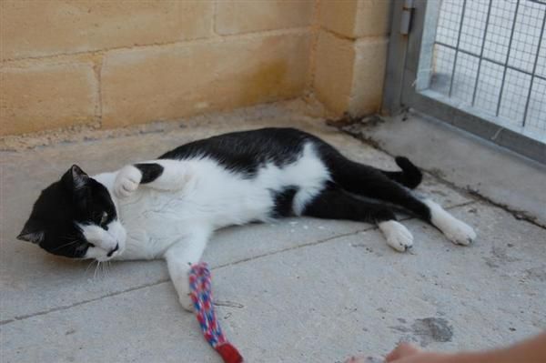 Ashura: gata abandonada en la protectora de Málaga