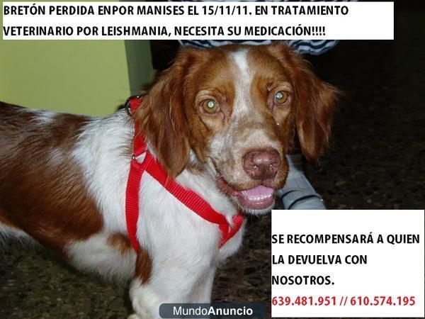 BRETONA PERDIDA EN MANISES, ESTABA EN TRATAMIENTO VETERINARIO!