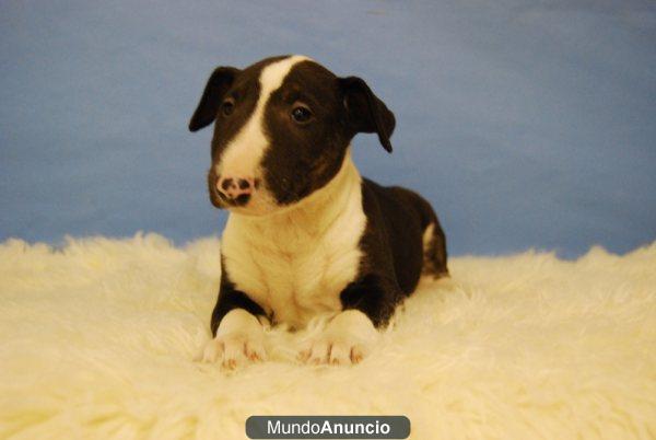 bull terrier, excelente camada de primera calidad