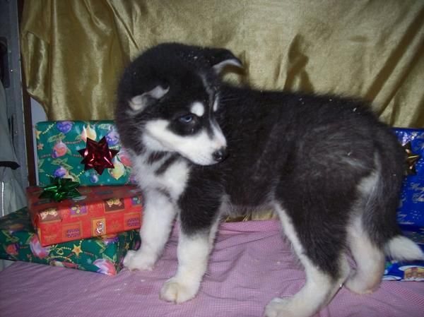 Cachorretes de HUSKY con pedigrí - Ven a verlos