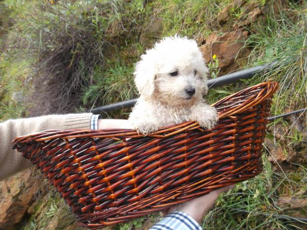 cachorros caniche enano con pedigree