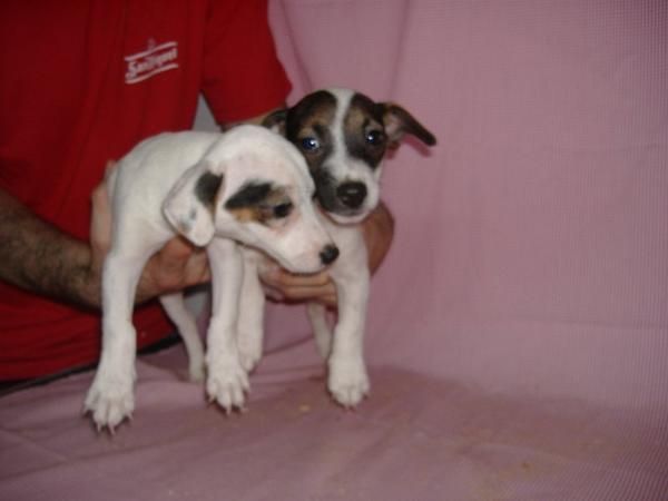 Cachorros de Jack Russell Chatos pata corta con PEDIGRI