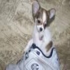 Chihuahua hembra color canela con pedigri, vacunad - mejor precio | unprecio.es