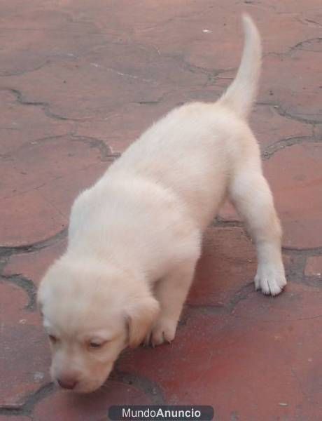 Labrador negros y dorados con documentacion en mano