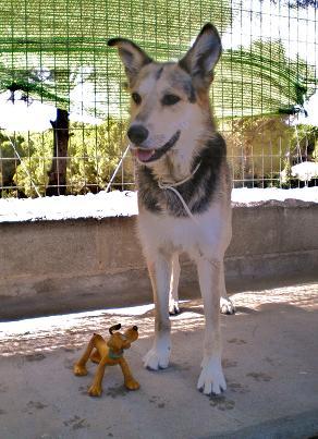 lucas, perrito cruce pastor alemán en adopción