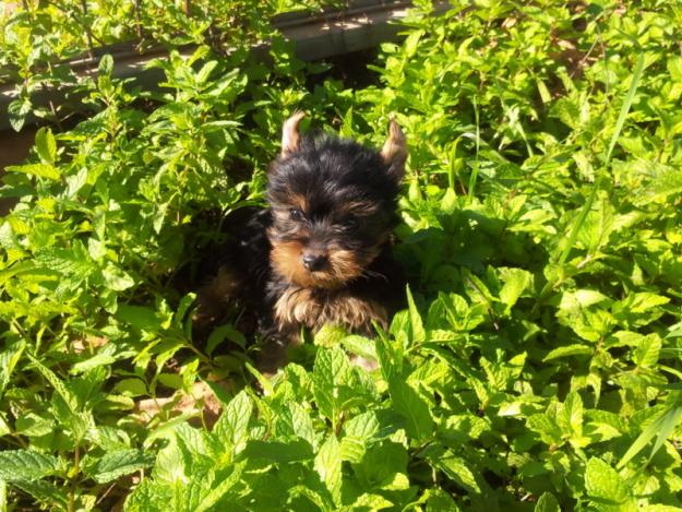 Preciosos Cachorros de Yorkshire, Calidad y Garantia