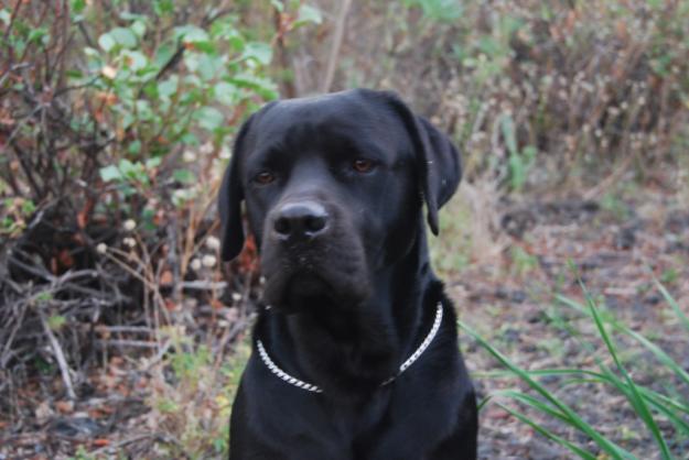 proxima camada Labrador retrievers negros.