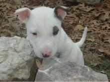 REGALO DE NAVIDAD PARA ama a su ONCE (BULL TERRIER)