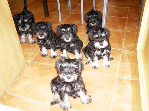 SCHNAUZER MINIATURA NEGRO Y PLATA