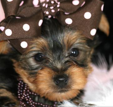 Yorkshire Terrier disponible para la venta cachorros