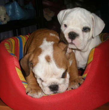 Bulldog  ingles  unos cachorros esplendidos