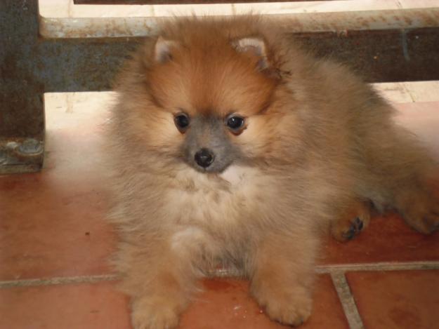 Cachorros de pomerania, 350€, vacunados y cartilla