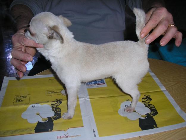 chihuahua macho de 8 meses superminiatura pesa 1500 gramos vacunas al dia color blanco