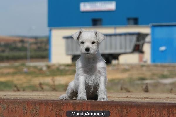 schnauzer mini con pedigree