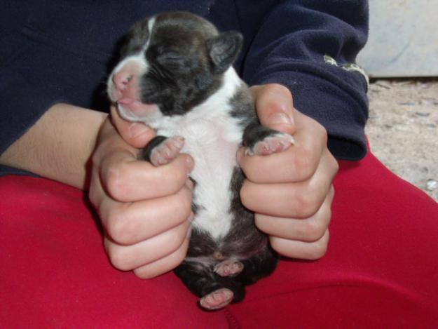 Se venden cachorros de AMERICAN STAFFORDSHIRE TERRIER