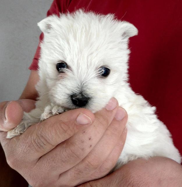 Somos criadores nacionales de cachorritos westy