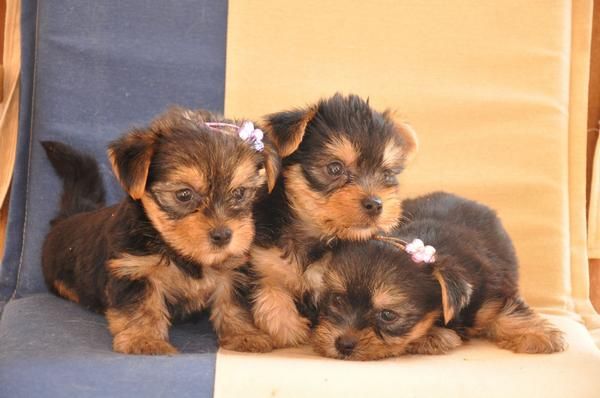 tengo los mas preciosos cachorritos de yorshire