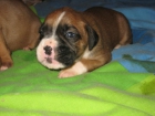 ¡¡¡¡¡¡¡¡¡¡¡¡Excelente camada de boxer!!!!!!!!!! - mejor precio | unprecio.es