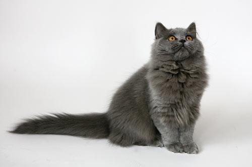 British shorthair y long hair